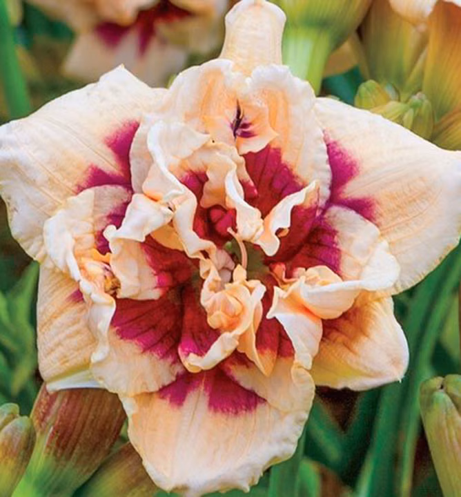 2c6f3519237b29158f6c6eeb2a99a410