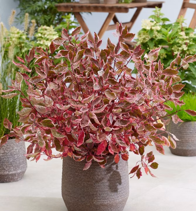 2cac28f0c191c2881c682f69dc0fa270