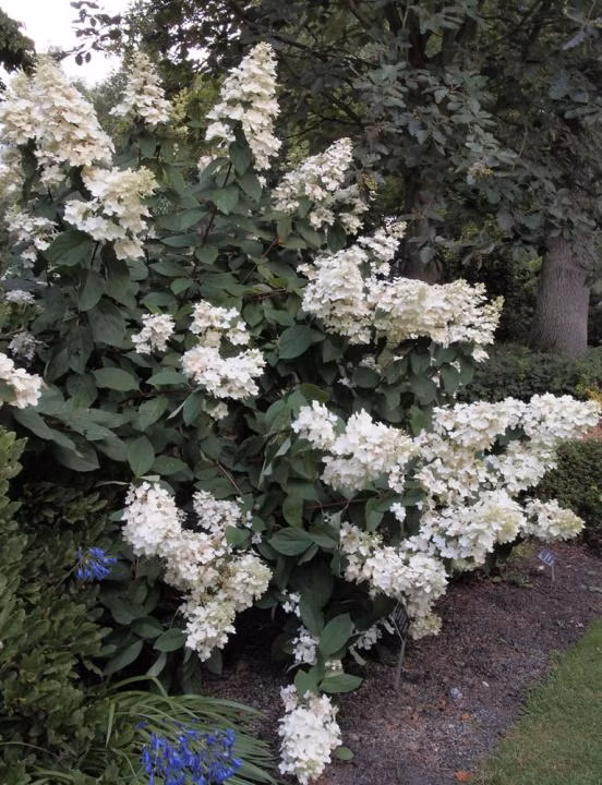 2cb426828f05088134054fbec595c896