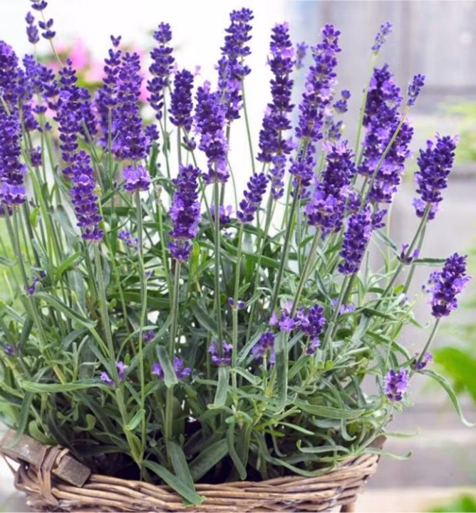 2d0e7759174924fb943febf7ccdf190a