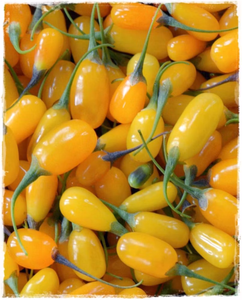 2d369dbe9edf5423c87623a090f9d5bf