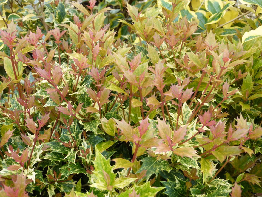 2da2dbf77b6fb0f4582c1eea58f7286d