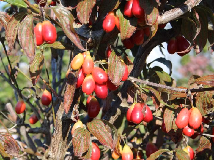 2db916ec4c65ca68ffc2301c93fdaae8