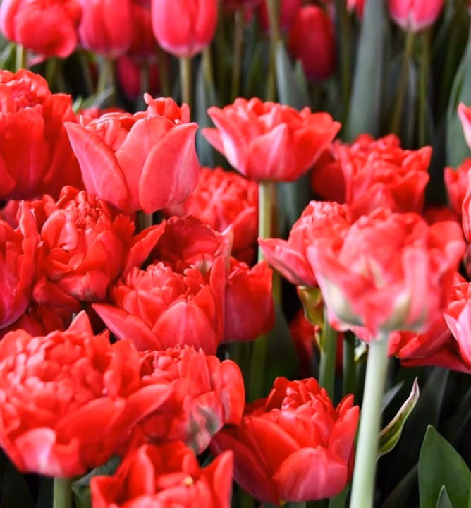 2dc8b4e204bdec6eb0ff0edf6b60ce0d