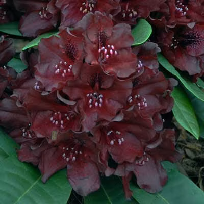 2df72fe783dcca0661270d20ec8d334a