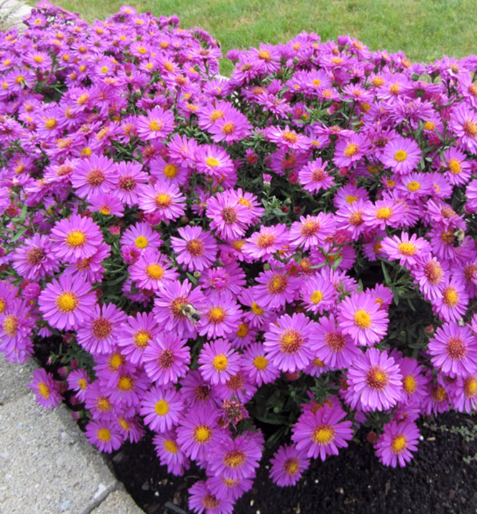 2e91e0829cdee1e7cd69ff2c5a4d8fb3