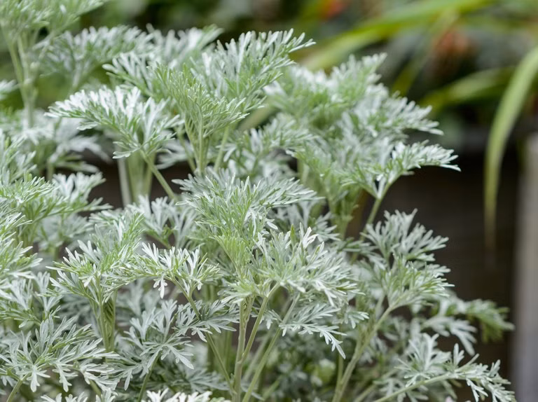 2eac93f0bbd4ba5ac6ca76c0dd0efc72