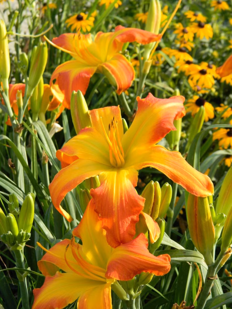 2ed934f836aa065334b94692b52ce430