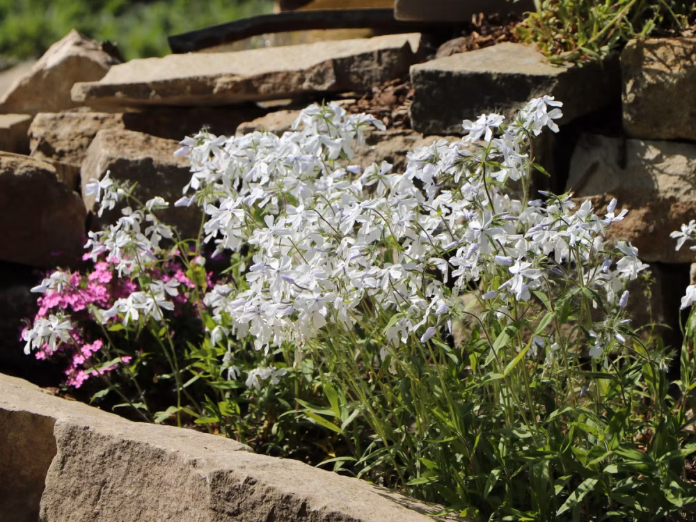 2f07cbd62004e78e42e2ba72b27c529b