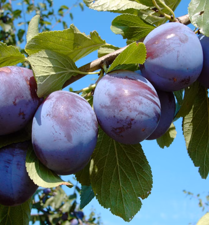 2f25e3b8eb2d1aefd4edd557c5b26f9e