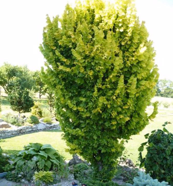 2f699483455a8b90ebf47af21e0a4a42