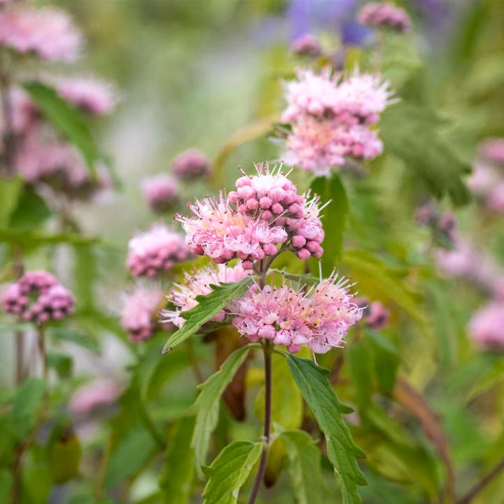 2f95d740781ed9771cbc06a20058ef8a