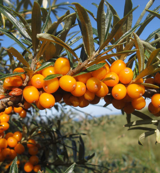 2fa42a969137d3113dd287ad2fbd6a59