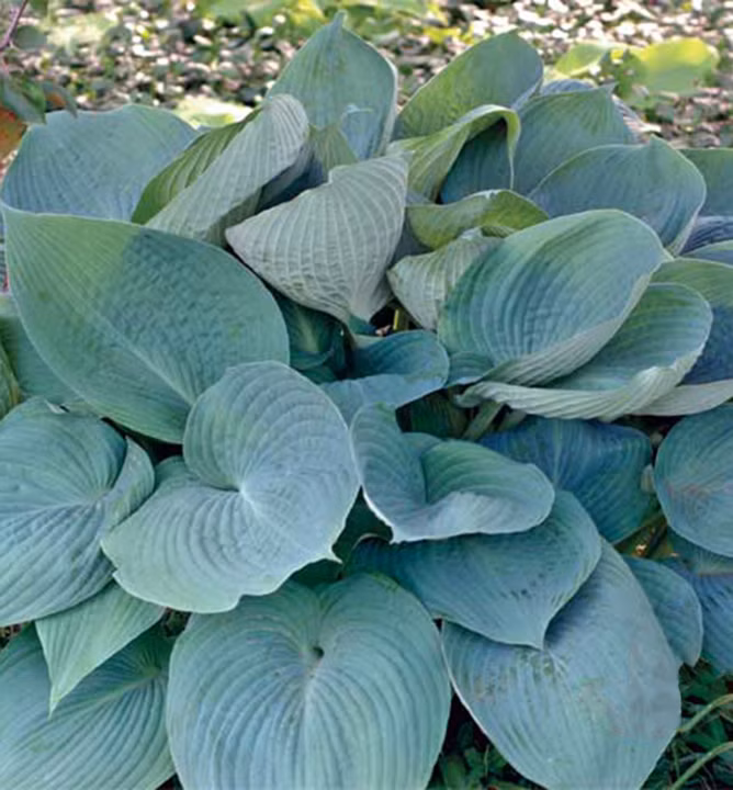 2fcc2a62fc20c2a05391904fce1cf4e7