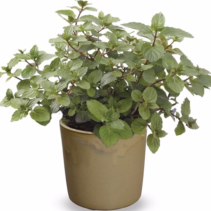 2fe68aa3f5fc03809c1d081c88787706