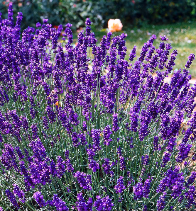 3000207298e25bdae651def5f2163621