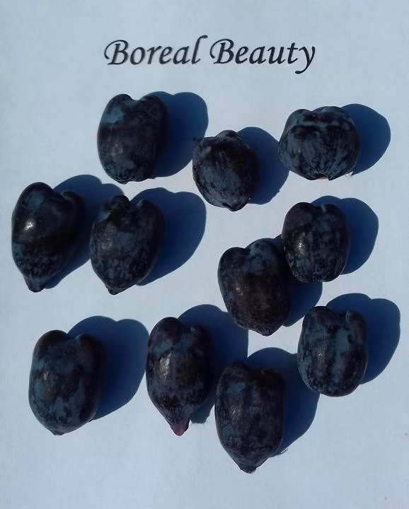 30172391e1aeb2c7fc4ad80b12cdc032