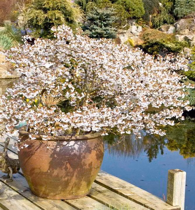 303168ed1c5583cc9904988024631f21