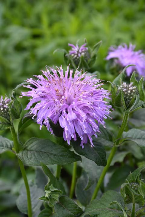 3037b3f3c1d91567f91449841e463248