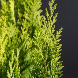 305546784bb9fb23c4720f2135f27989