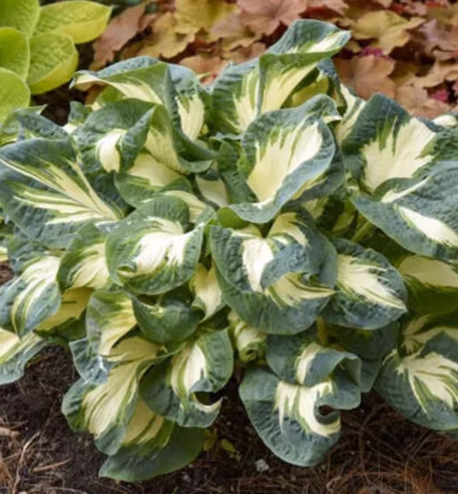 30b8d8b43dc53f92de8a6f24e08e7d9d