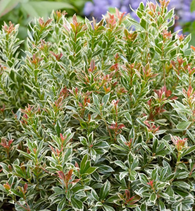 30c034755470e9f4651c507ff7a79c05