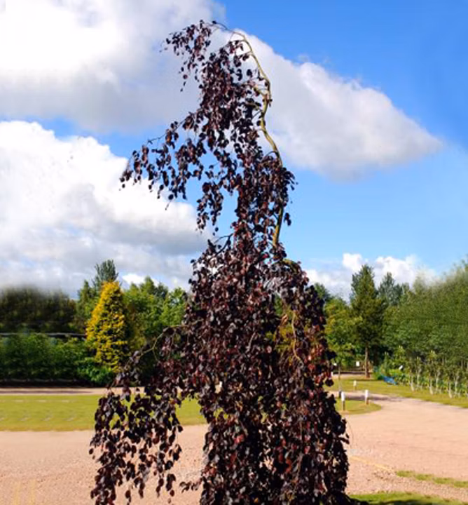 30cf1d733e6136d566fc086ad516452c