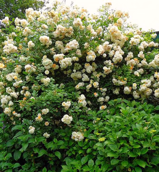 30dcd81976bc5c0539ce419d7266b905