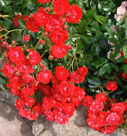 311cf8a3ec000e84660a44913ea263f3