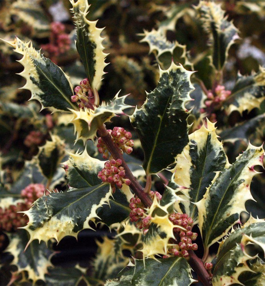 314110a70c705a7a25620d32fe831a88