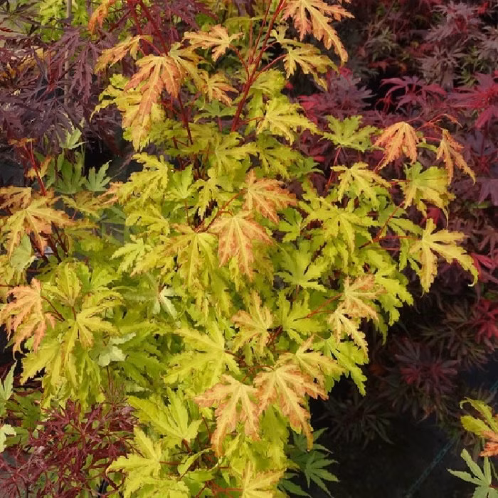 3149995eecfbf650d954fcf89e4e0b8b