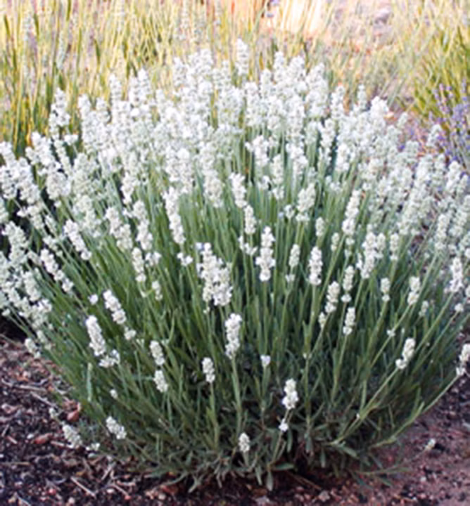 316373d8734610c62dfc3d2294fd1627