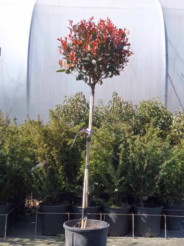 3186e846edc3f54ebbf1c1a85db64e0e