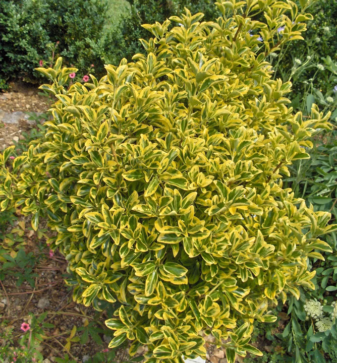 31b1ceeff424ab57fa0ae79232cb5bf6