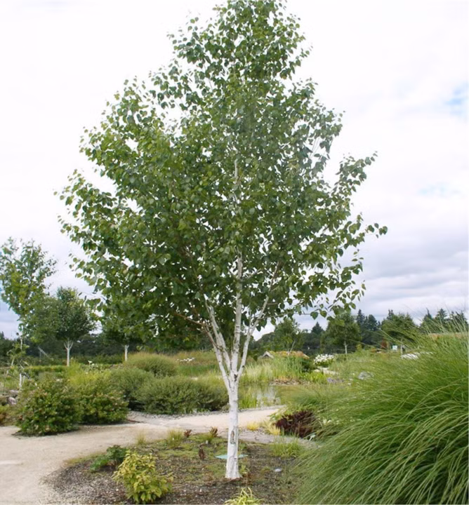 31b59a92761dc1c76ee0381d2dd0d50f