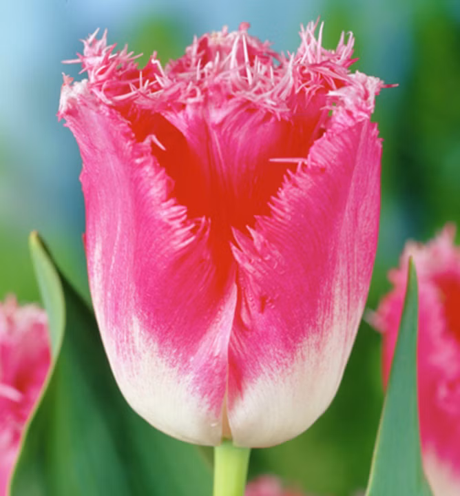 31b6bbf9b65155a0f42181de91d58ad0