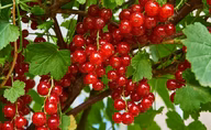 31bb55db0d474af72423f6005df56ceb