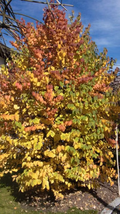 31ed01723e18f374f79240393c64fd74