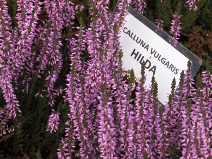 3248599d7ba2e7fe21b60d2c5671ccb8