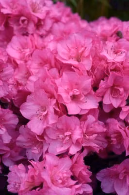 3250ee2b83eaeb9f213229ece7c83427