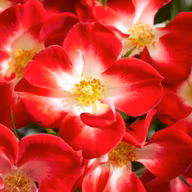 325cb96780f3deb3b776ee3f8446df64
