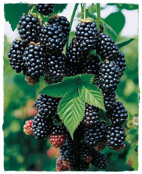 32603ce634ae16d607b54eb891d885a6