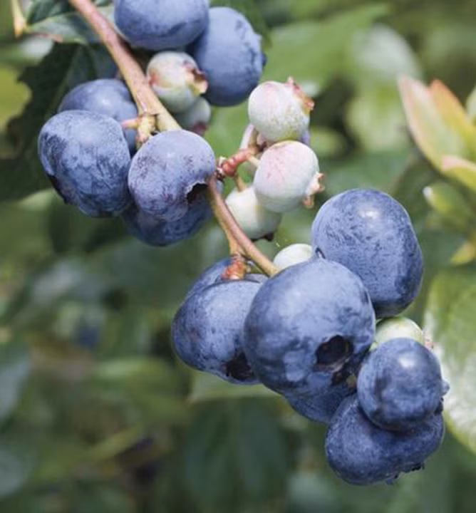 327035131302fc9a572b21f6d81deb41