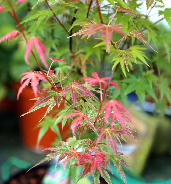 32abe90481ef433f6e3e8211829de07c