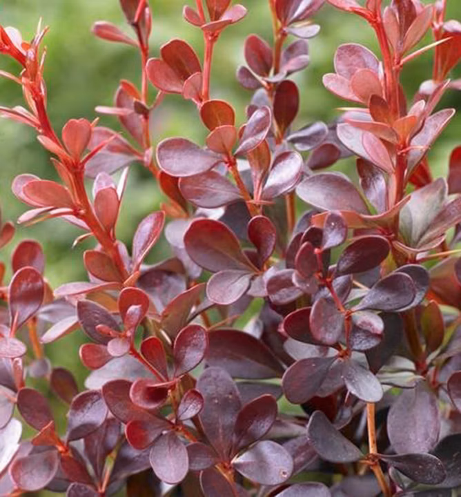 32defd4f646e90a784fc23a7cdf08aa4