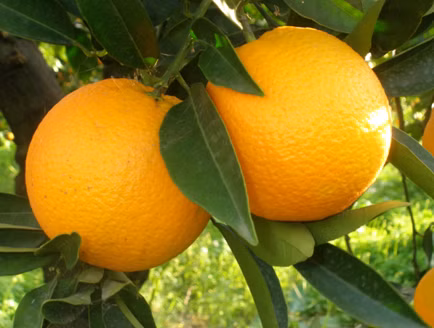 333c8a7710ad458ed586e7648333fc18