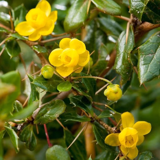 334914f14e291c0c2ccc225aaf11f72e