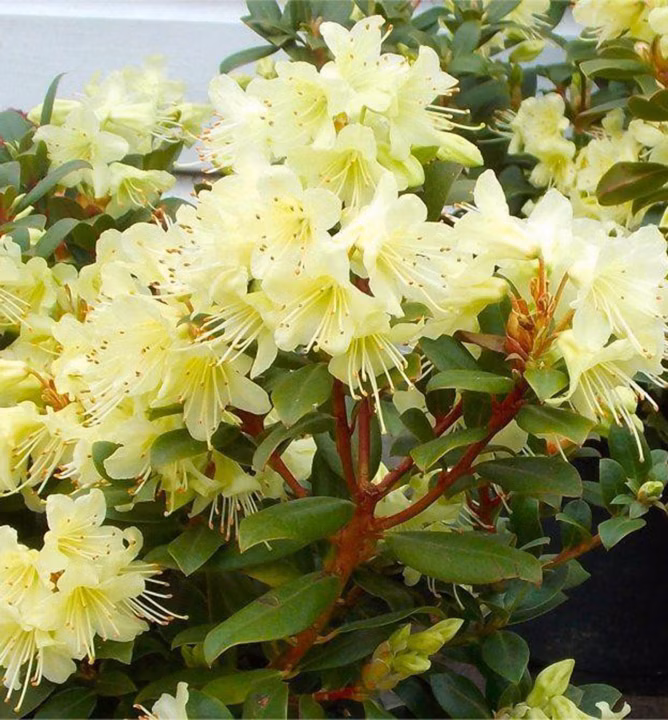 335098f1ce33999c4441ab1a890d641a