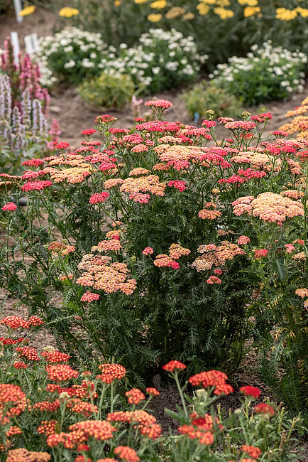 3383725ac2464770cc39f74ff638753b