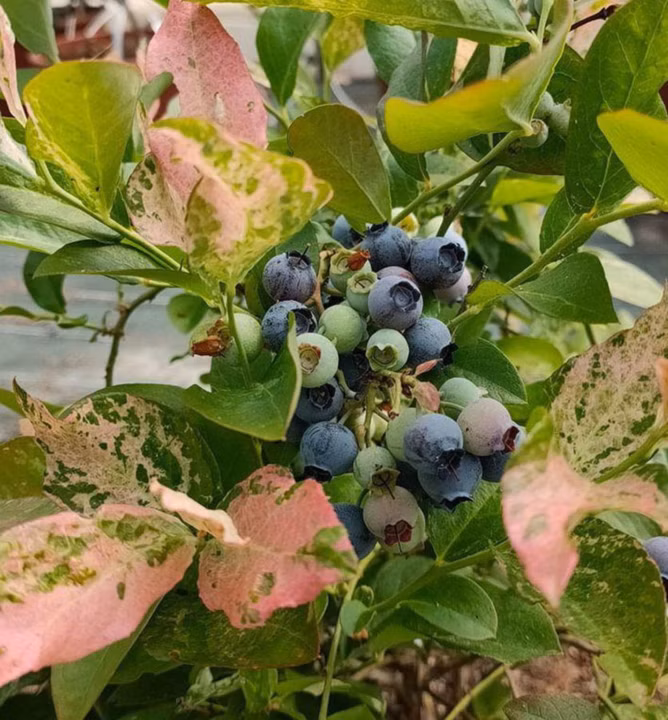 33af6585bc7e5cb49d2964087f5ba46d